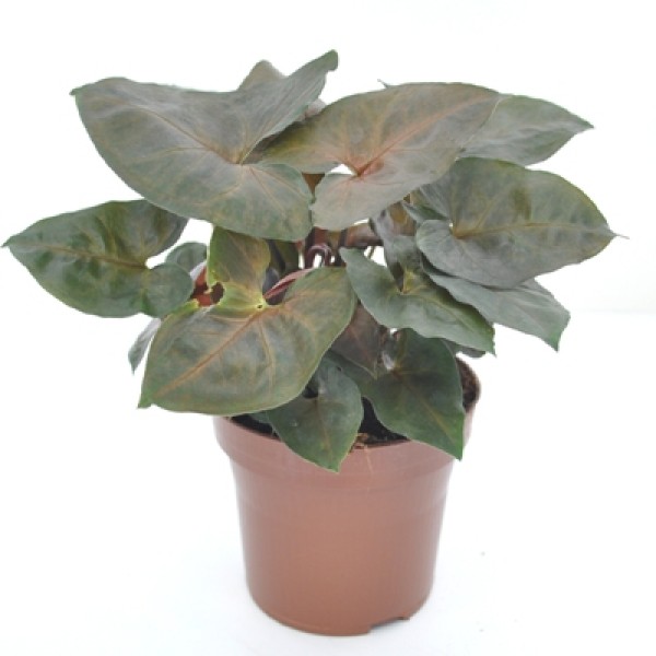 Syngonium Bicolor - Arrowhead Vine, Arrowhead Plant, Syngonium podophyllum